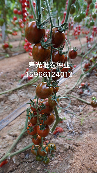 手機(jī)傳輸圖片IMG_2071.jpg