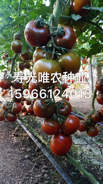 手機(jī)傳輸圖片IMG_2001.jpg
