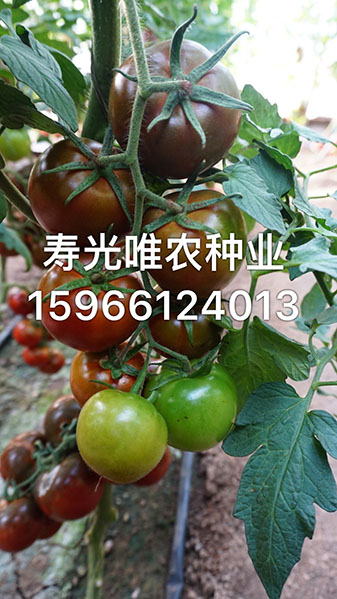 手機(jī)傳輸圖片IMG_2003.jpg